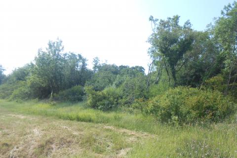 Istra,okolica Peruški, poljoprivredno zemljište uz cestu