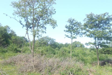 Istra,okolica Peruški, poljoprivredno zemljište uz cestu