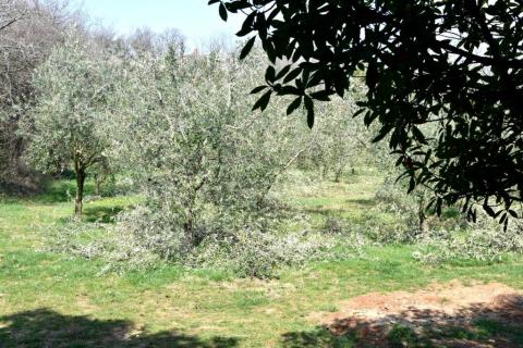 Istra, Poreč, lijepa obiteljska kuća na odličnoj lokaciji nedaleko od mora i centra