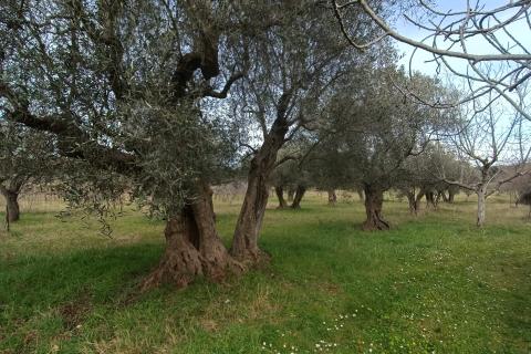 Nicht-strukturelle Land Rovinj, 4.380m2