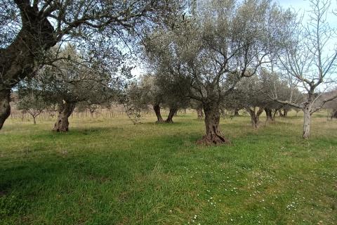 Nicht-strukturelle Land Rovinj, 4.380m2