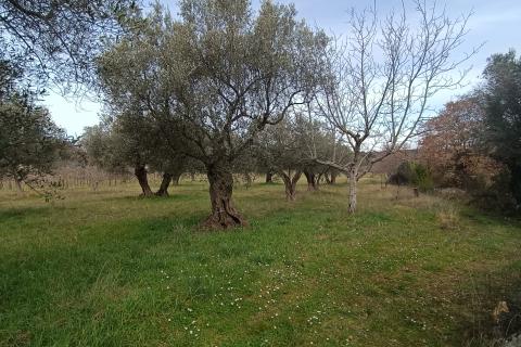 Nicht-strukturelle Land Rovinj, 4.380m2