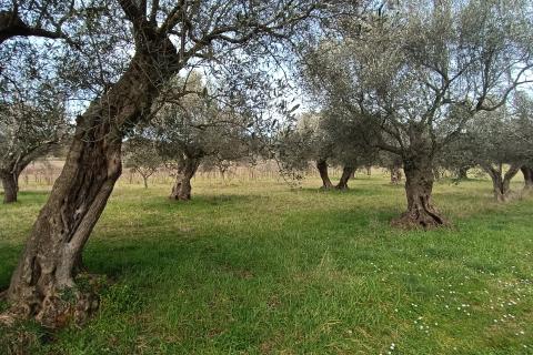 Nicht-strukturelle Land Rovinj, 4.380m2