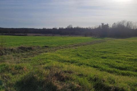 Tar, okolica - poljoprivredno zemljište uz asfaltirani put