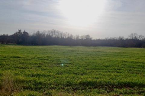 Tar, okolica - poljoprivredno zemljište uz asfaltirani put