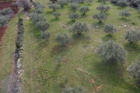 Građevinsko zemljište na atraktivnoj poziciji u Poreču