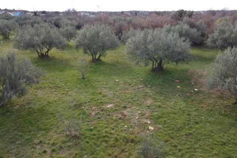 Građevinsko zemljište na atraktivnoj poziciji u Poreču