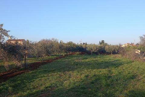 Istra, Fažana, zemljište s maslinikom