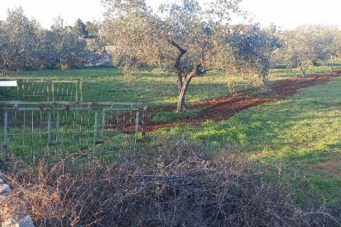 Istra, Fažana, zemljište s maslinikom