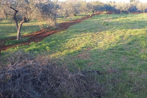 Istra, Fažana, zemljište s maslinikom