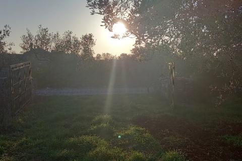 Istra, Fažana, zemljište s maslinikom