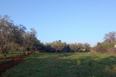 Istra, Fažana, zemljište s maslinikom