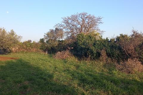 Istra, Fažana, zemljište s maslinikom