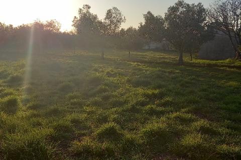 Istra, Fažana, zemljište s maslinikom