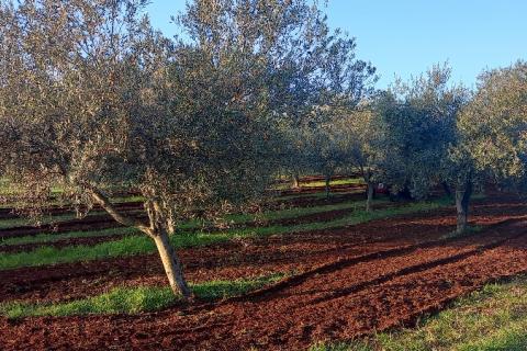 Istra, Fažana, zemljište s maslinikom