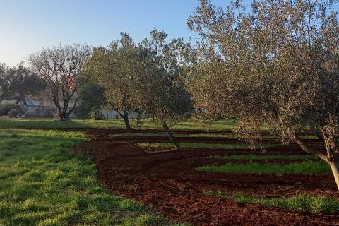 Istra, Fažana, zemljište s maslinikom