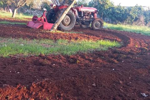 Istra, Fažana, zemljište s maslinikom