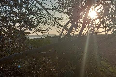 Istra, Fažana, zemljište s maslinikom