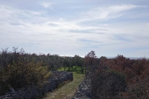 Istra, okolica Vodnjana, maslinik na 2 čestice