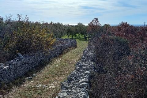 Istra, okolica Vodnjana, maslinik na 2 čestice