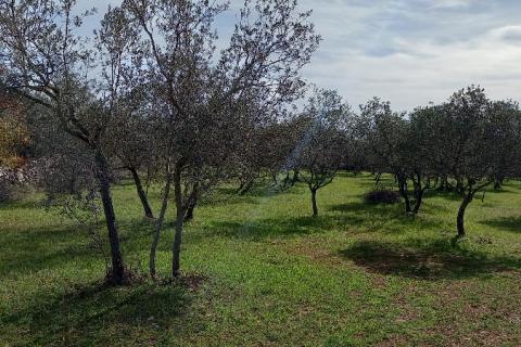 Istra, okolica Vodnjana, maslinik na 2 čestice