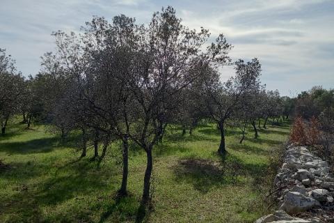 Istra, okolica Vodnjana, maslinik na 2 čestice