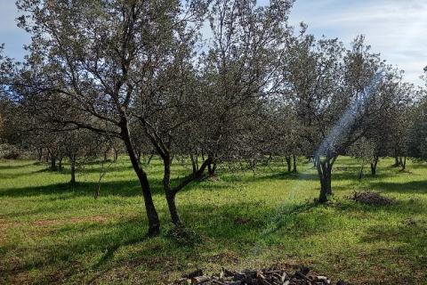 Istra, okolica Vodnjana, maslinik na 2 čestice