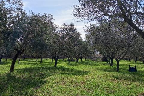 Istra, okolica Vodnjana, maslinik na 2 čestice