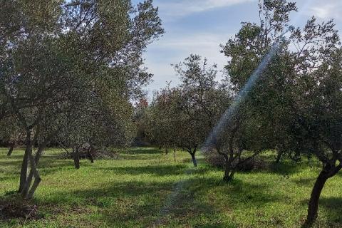 Istra, okolica Vodnjana, maslinik na 2 čestice