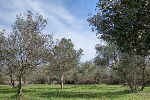 Istra, okolica Vodnjana, maslinik na 2 čestice