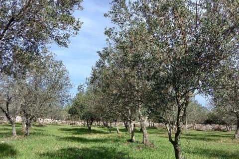 Istra, okolica Vodnjana, maslinik na 2 čestice