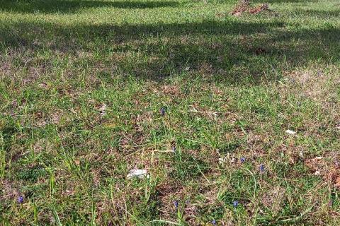 Istra, okolica Vodnjana, maslinik na 2 čestice