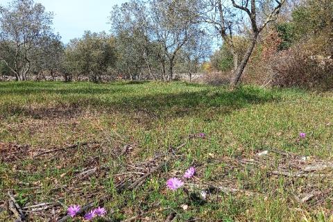 Istra, okolica Vodnjana, maslinik na 2 čestice