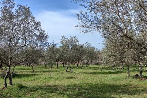 Istra, okolica Vodnjana, maslinik na 2 čestice