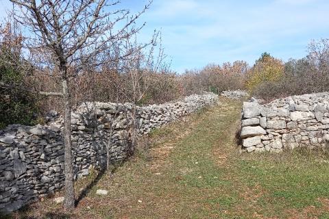 Istra, okolica Vodnjana, maslinik na 2 čestice