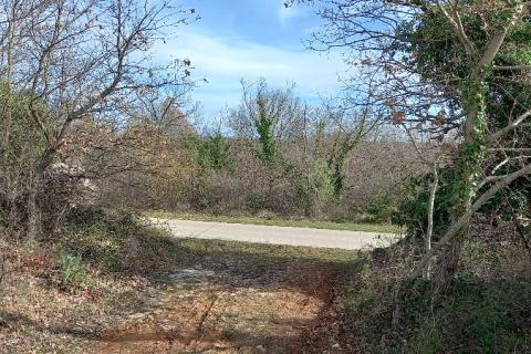 Istra, okolica Vodnjana, maslinik i pašnjak