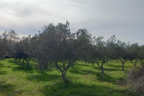 Istra, okolica Vodnjana, maslinik i pašnjak