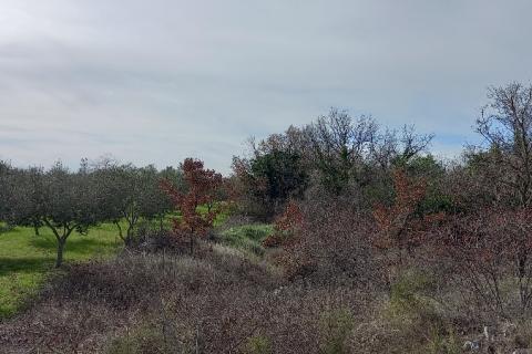 Istra, okolica Vodnjana, maslinik i pašnjak