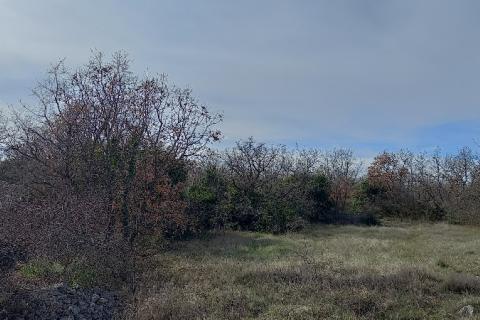 Istra, okolica Vodnjana, maslinik i pašnjak