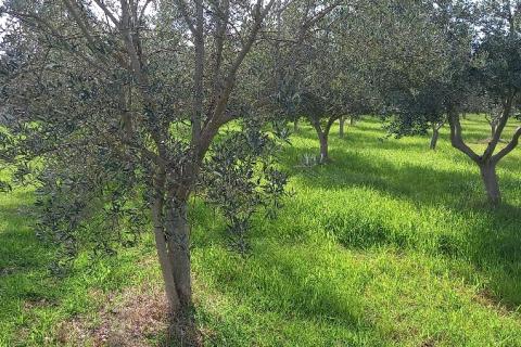 Istra, okolica Vodnjana, maslinik i pašnjak