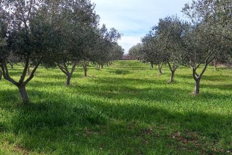 Istra, okolica Vodnjana, maslinik i pašnjak