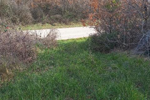 Istra, okolica Vodnjana, maslinik i pašnjak