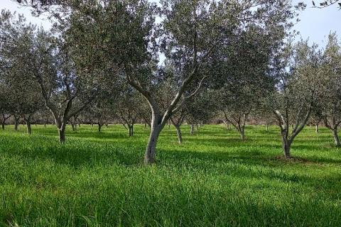Istra, okolica Vodnjana, maslinik i pašnjak