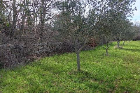 Istra, okolica Vodnjana, maslinik i pašnjak