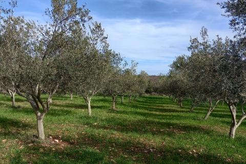 Istra, okolica Vodnjana, maslinik i pašnjak
