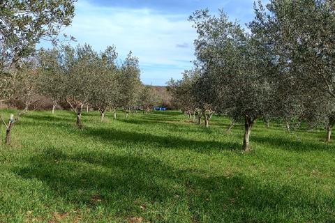 Istra, okolica Vodnjana, maslinik i pašnjak