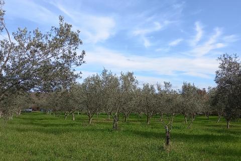 Istra, okolica Vodnjana, maslinik i pašnjak