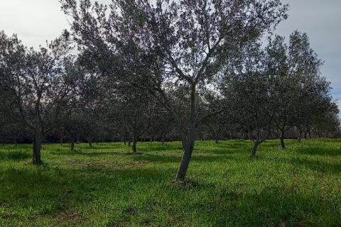 Istra, okolica Vodnjana, maslinik i pašnjak