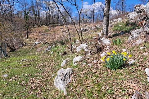 Matulji,okolica,građevinski teren,blizina svih sadržaja