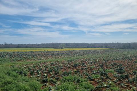 Šišan, Ližnjan, 9.530m2